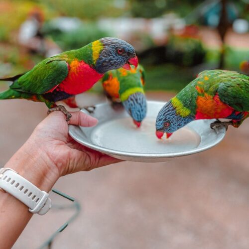 Feeding Lorikeets at Currumbin Wildlife Sanctuary Australia