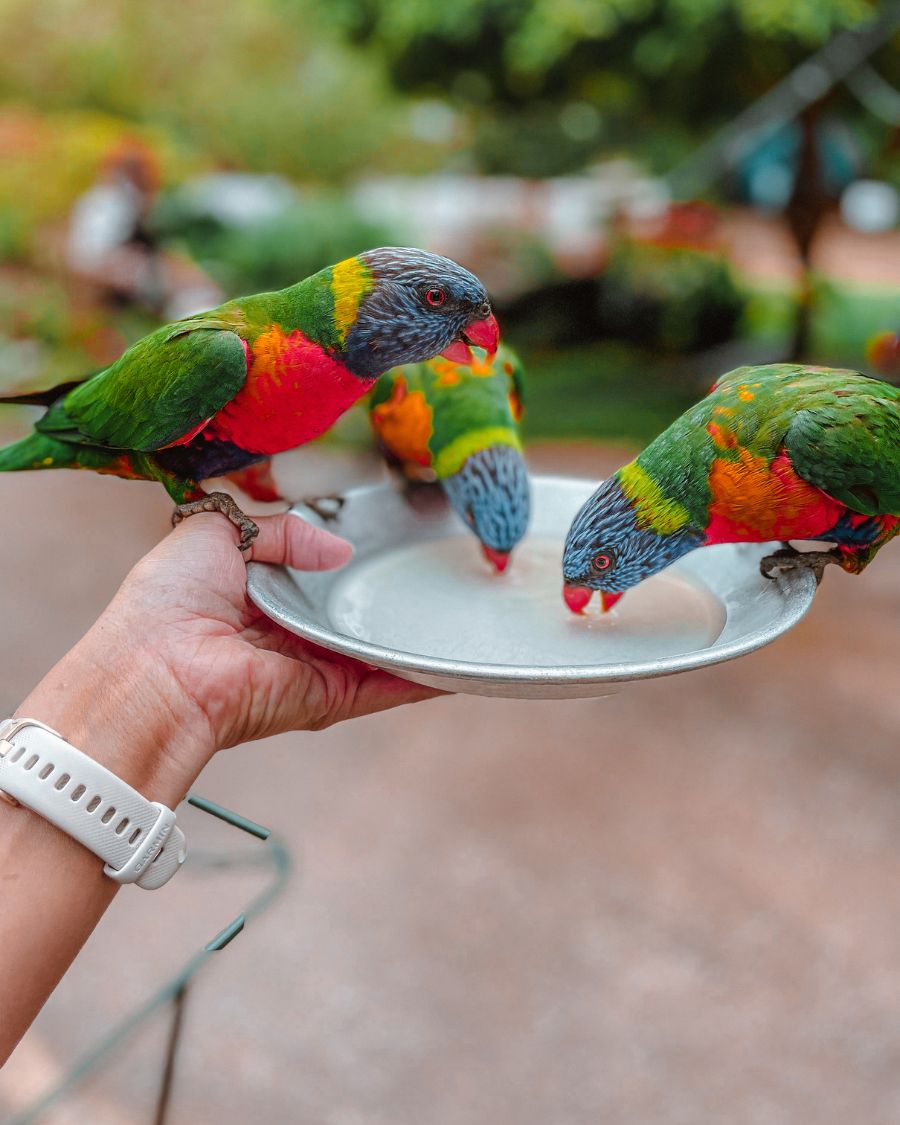 Feeding Lorikeets at Currumbin Wildlife Sanctuary Call of the World