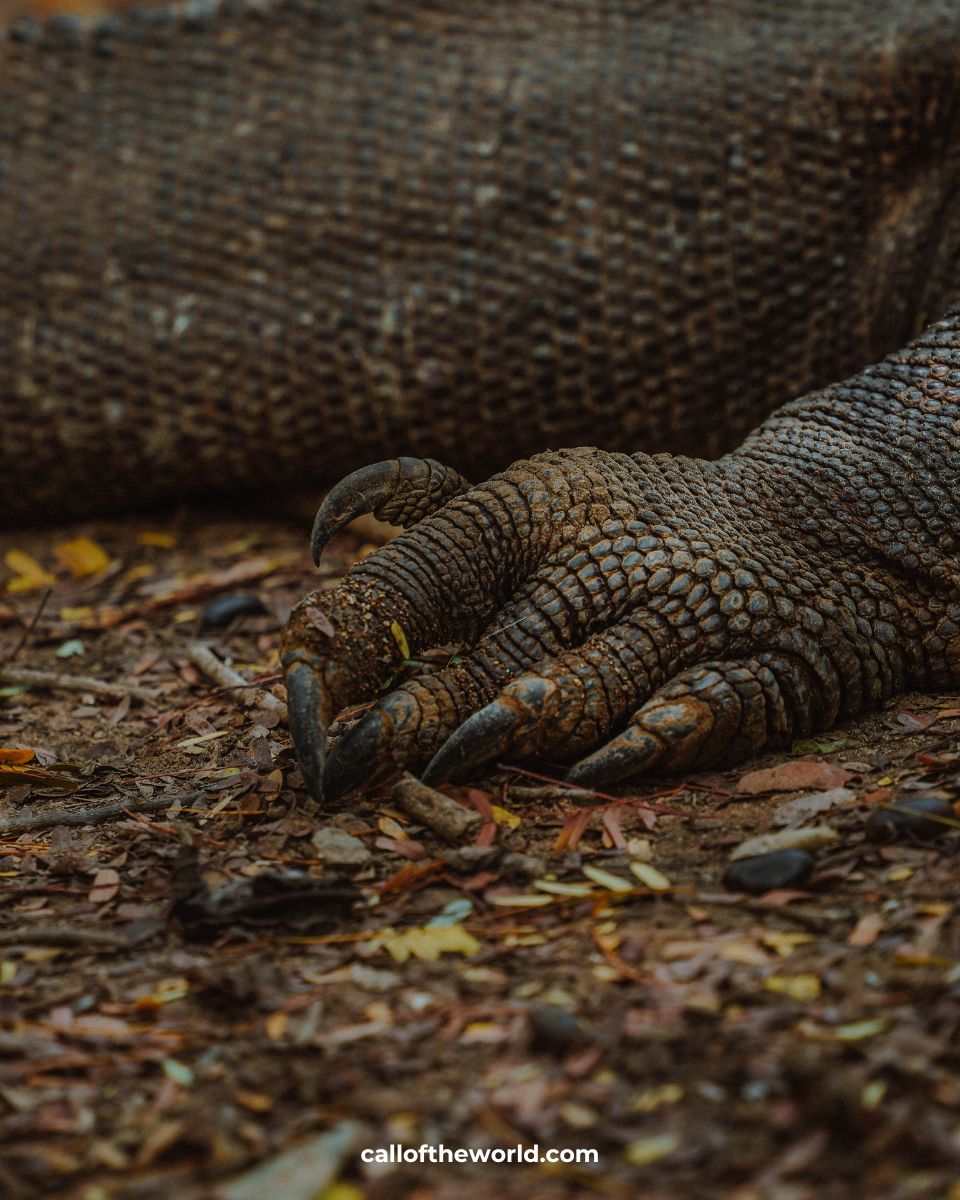 How to Visit Komodo National Park and Padar Island, Indonesia. Komodo dragon.