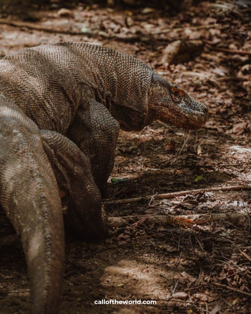 How to Visit Komodo National Park and Padar Island, Indonesia. Komodo Dragon, Indonesia.