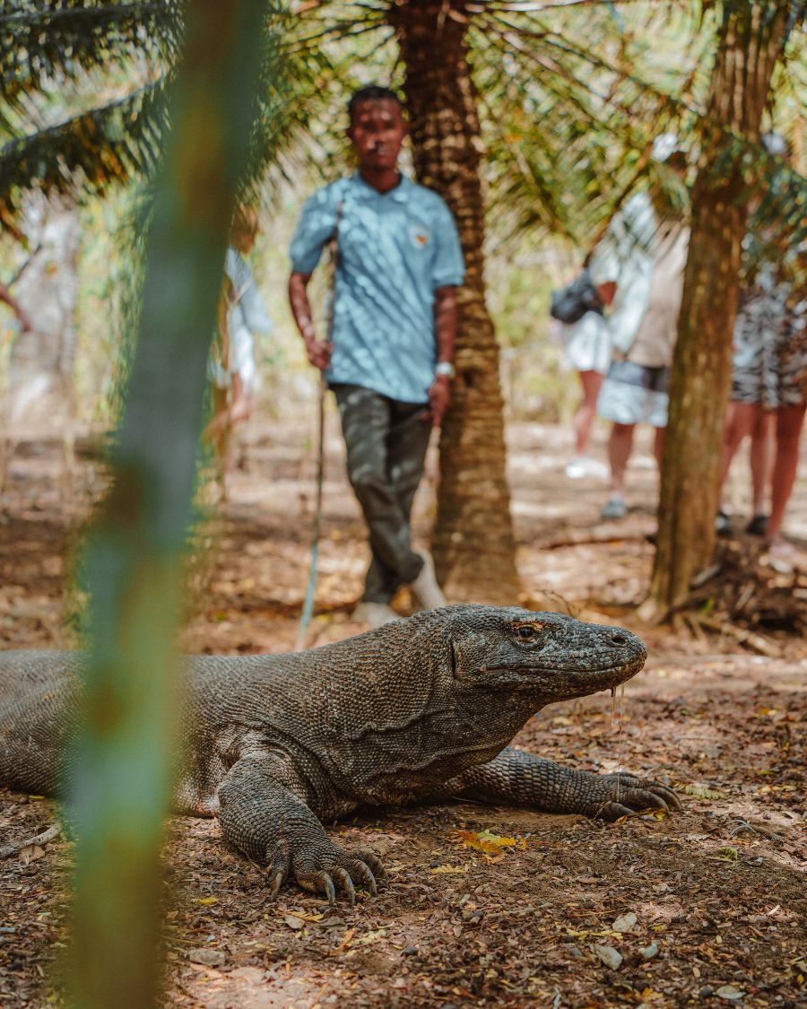 How to Visit Komodo National Park and Padar Island, Indonesia. Komodo Dragon, Indonesia.