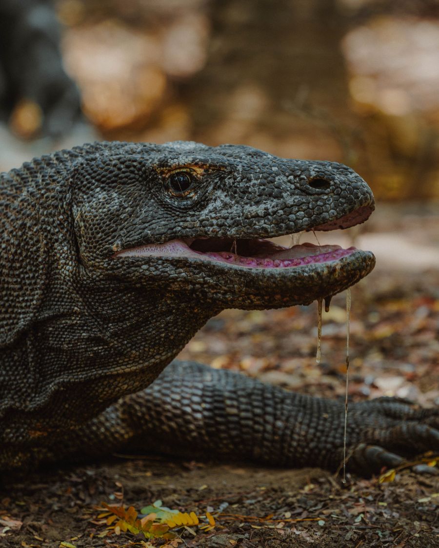 Komodo Dragon, Indonesia