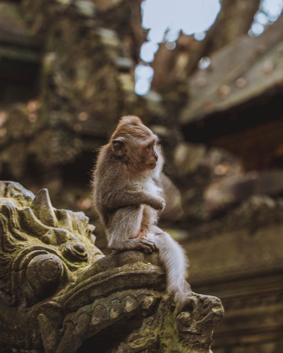 How to Spend 3 days in Ubud, Bali: Epic Itinerary. Sacred Monkey Forest Sanctuary.