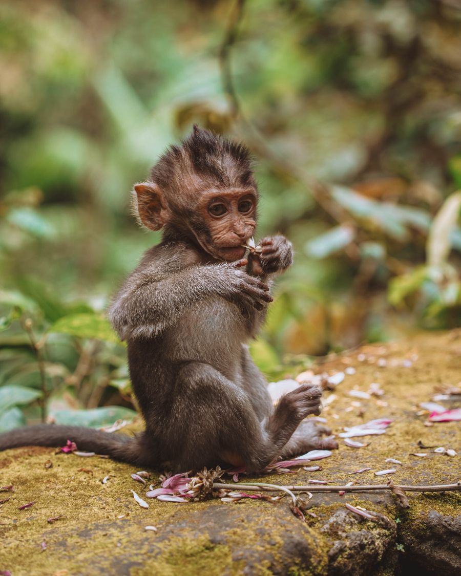 How to Spend 3 days in Ubud, Bali: Epic Itinerary. Sacred Monkey Forest Sanctuary.