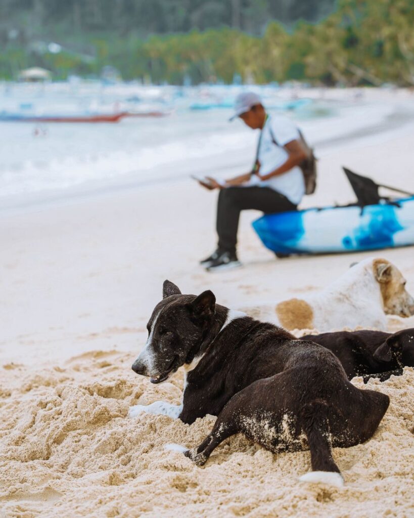 Dogs on the beach, Port Barton, Philippines. How to get to Palawan.