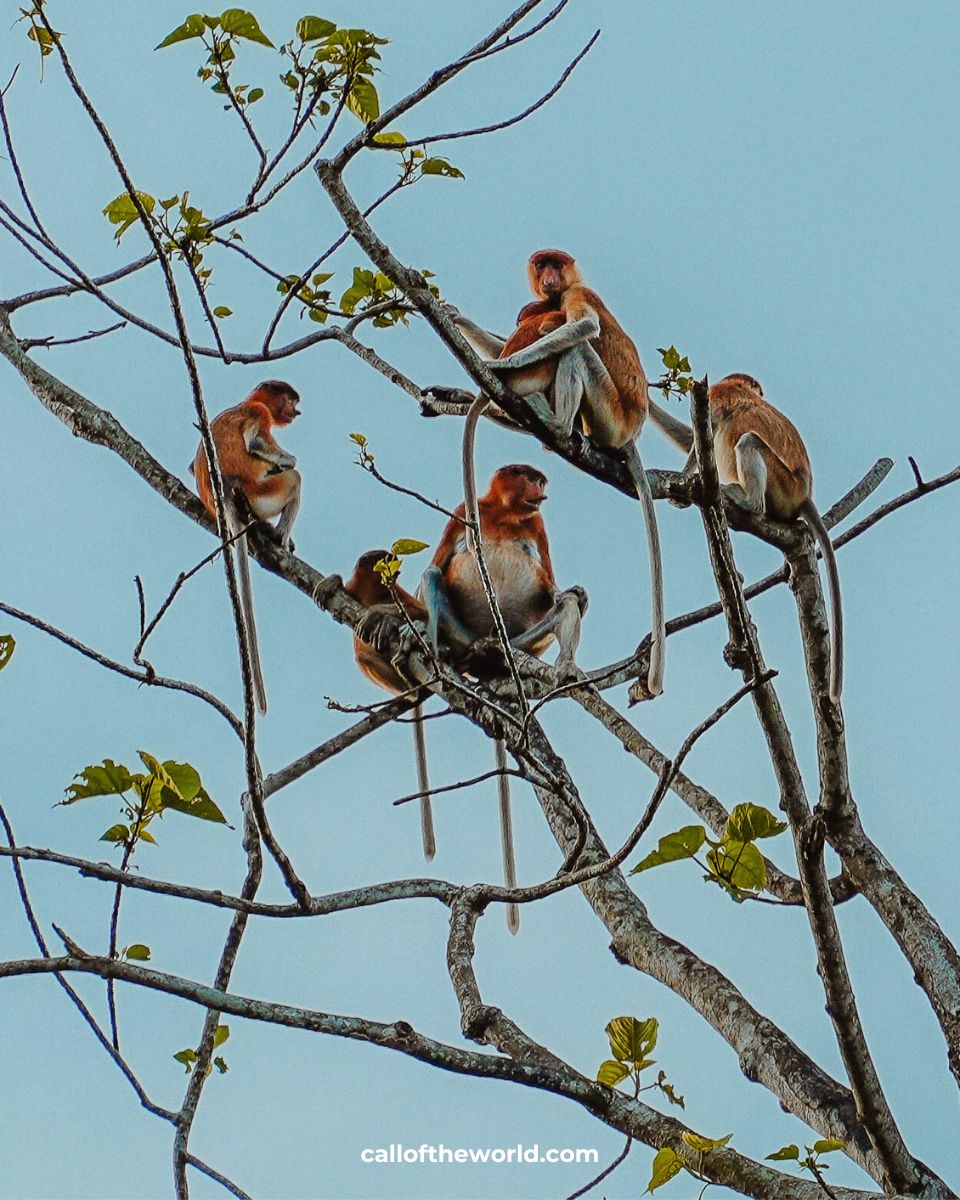Kinabatangan River Cruise - Borneo Wildlife Safari