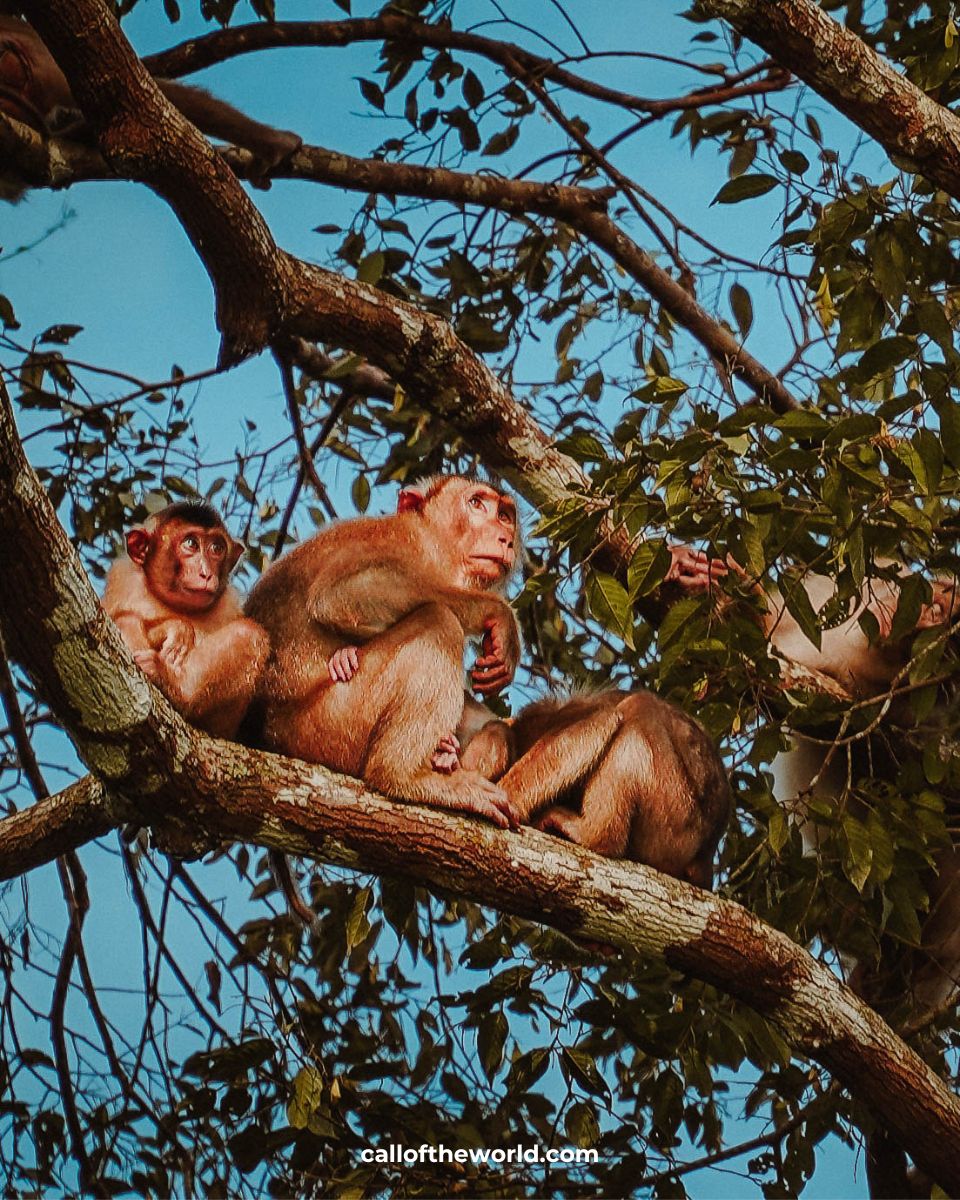 Kinabatangan River Cruise - Borneo Wildlife Safari