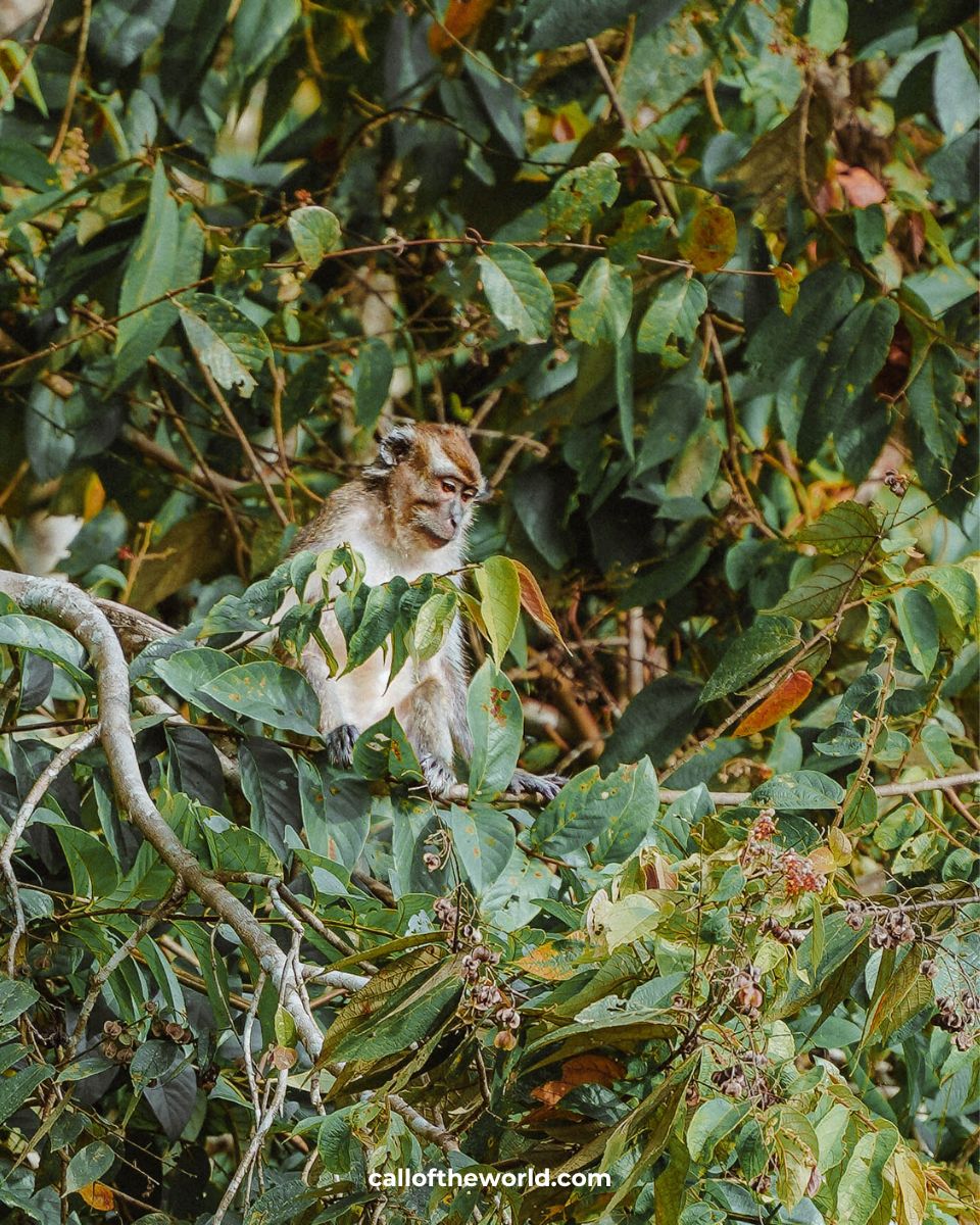 Kinabatangan River Cruise - Borneo Wildlife Safari