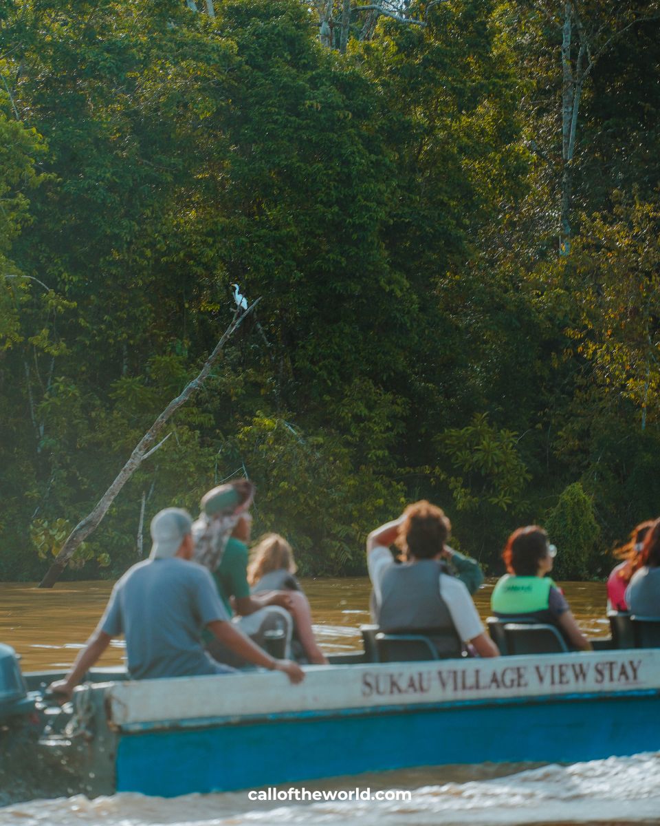 Kinabatangan River Cruise - Borneo Wildlife Safari