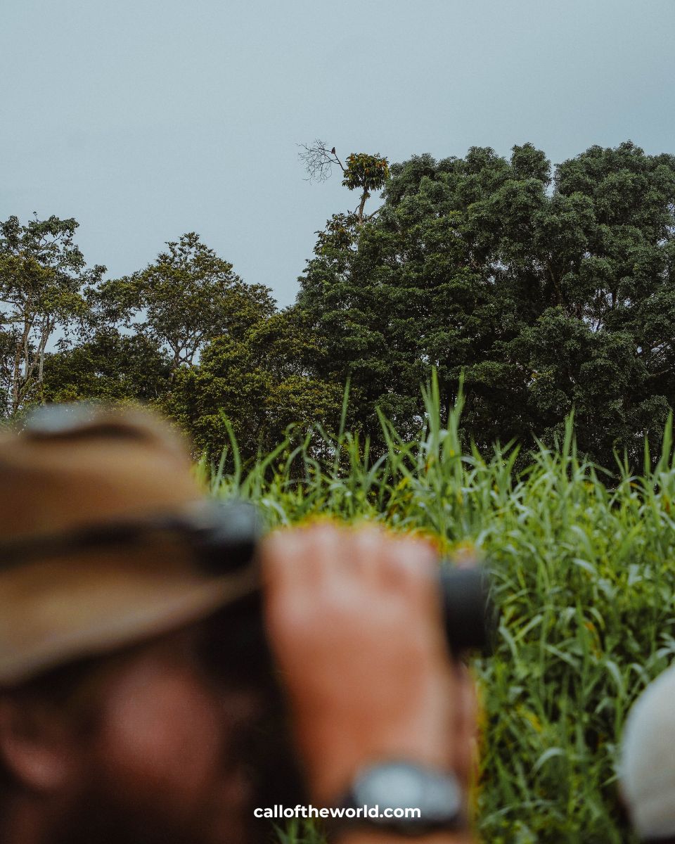 Kinabatangan River Cruise - Borneo Wildlife Safari
