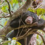 Borneo - 1 Day in Sandakan Itinerary - Malayan sun bear