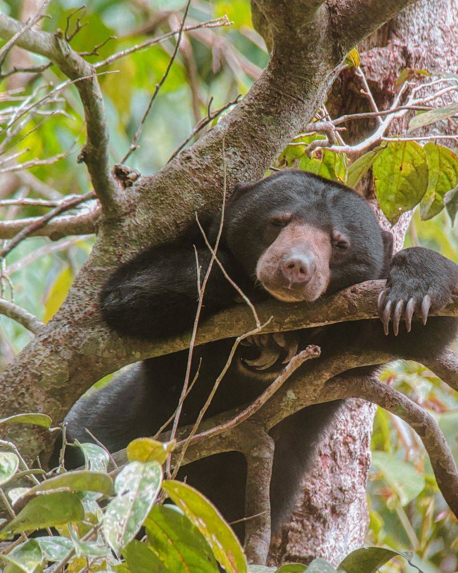 Borneo - 1 Day in Sandakan Itinerary - Malayan sun bear
