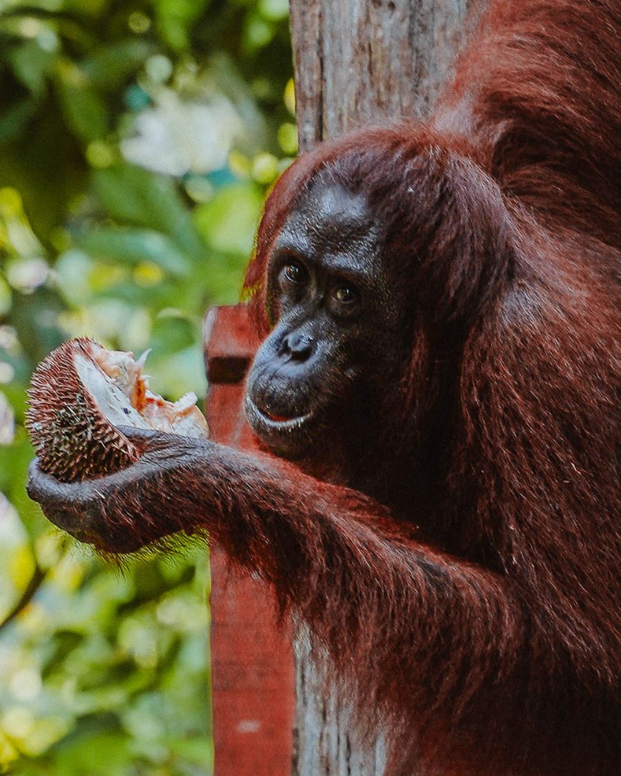Feeding orangutans at the Orangutan Rehabilitation Centre at Sepilok, near Sandakan in Malaysian Borneo.