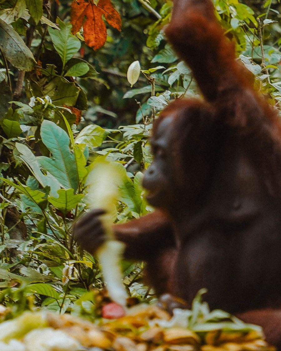 Feeding orangutans at the Orangutan Rehabilitation Centre at Sepilok, near Sandakan in Malaysian Borneo.
