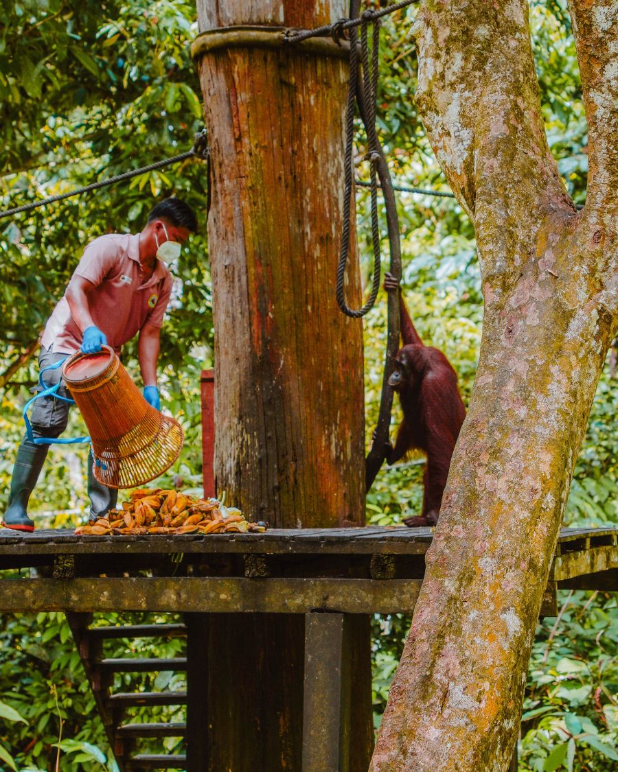 Feeding orangutans at the Orangutan Rehabilitation Centre at Sepilok, near Sandakan in Malaysian Borneo.