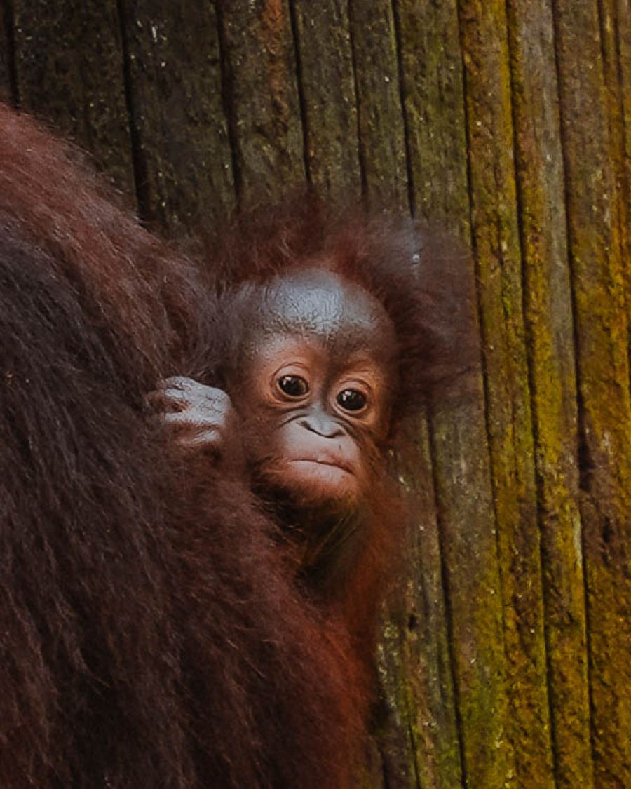 Baby orangutan at the Orangutan Rehabilitation Centre at Sepilok, near Sandakan in Malaysian Borneo.