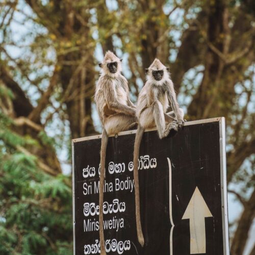 Where to See Wildlife in Sri Lanka. Monkeys in Anuradhapura Ancient City.