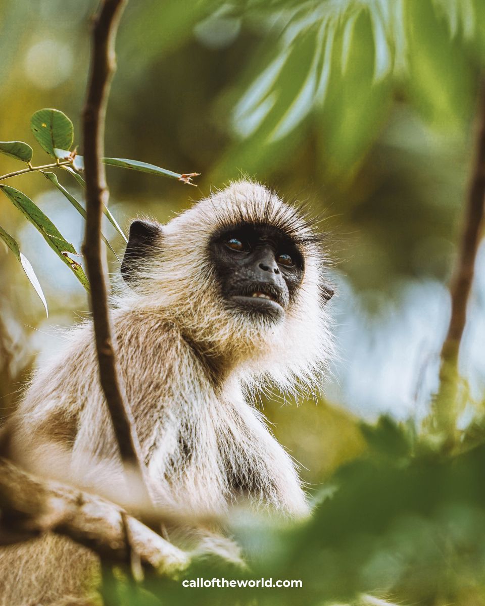 What Else Will I See at Anuradhapura Sacred City? Monkey.