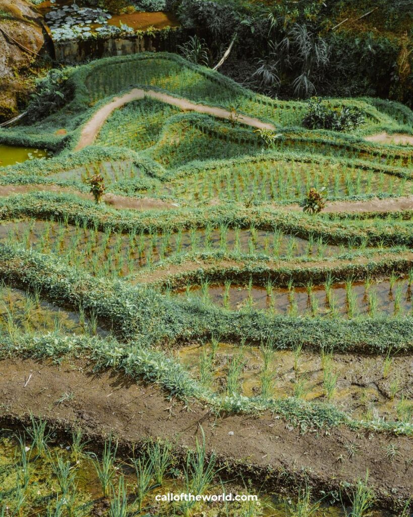 Ubud, Bali, Indonesia
