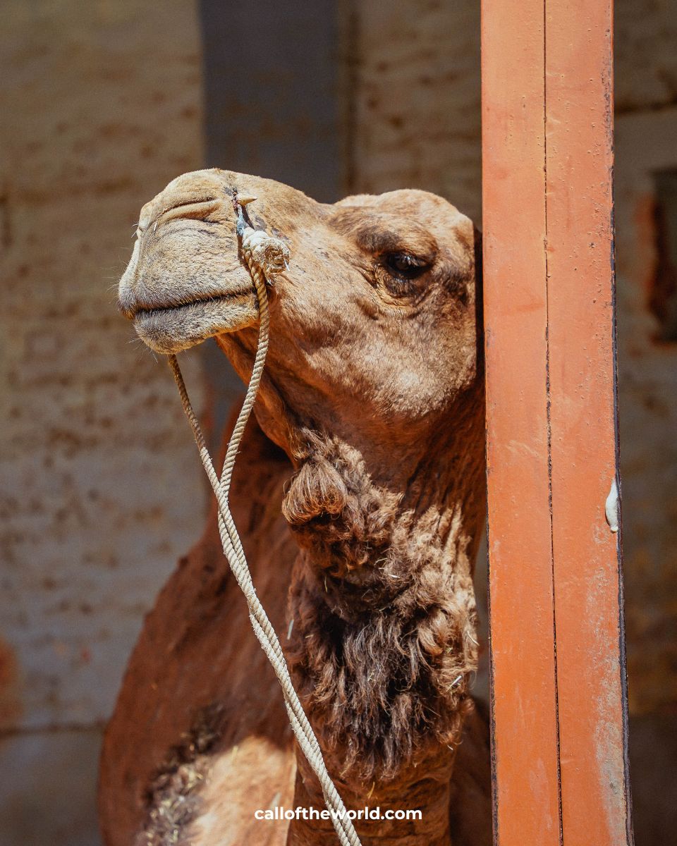 National Research Centre on Camel