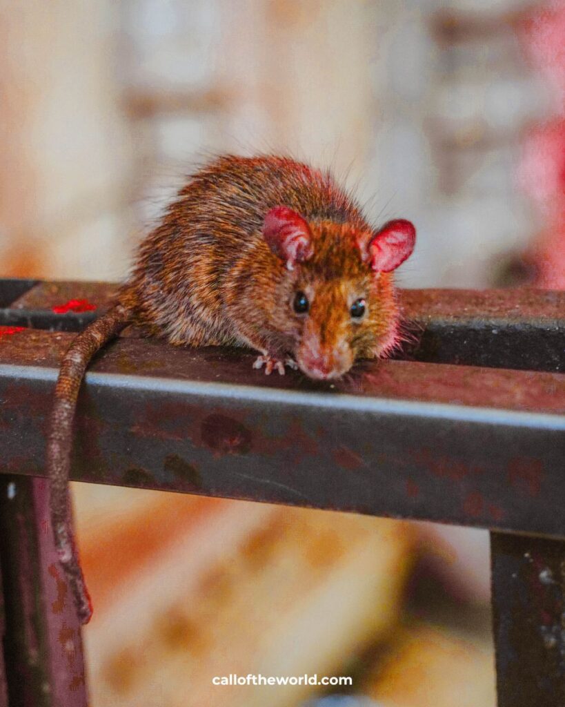 Bikaner Itinerary - Karni Mata Rat Temple - Rajasthan - India