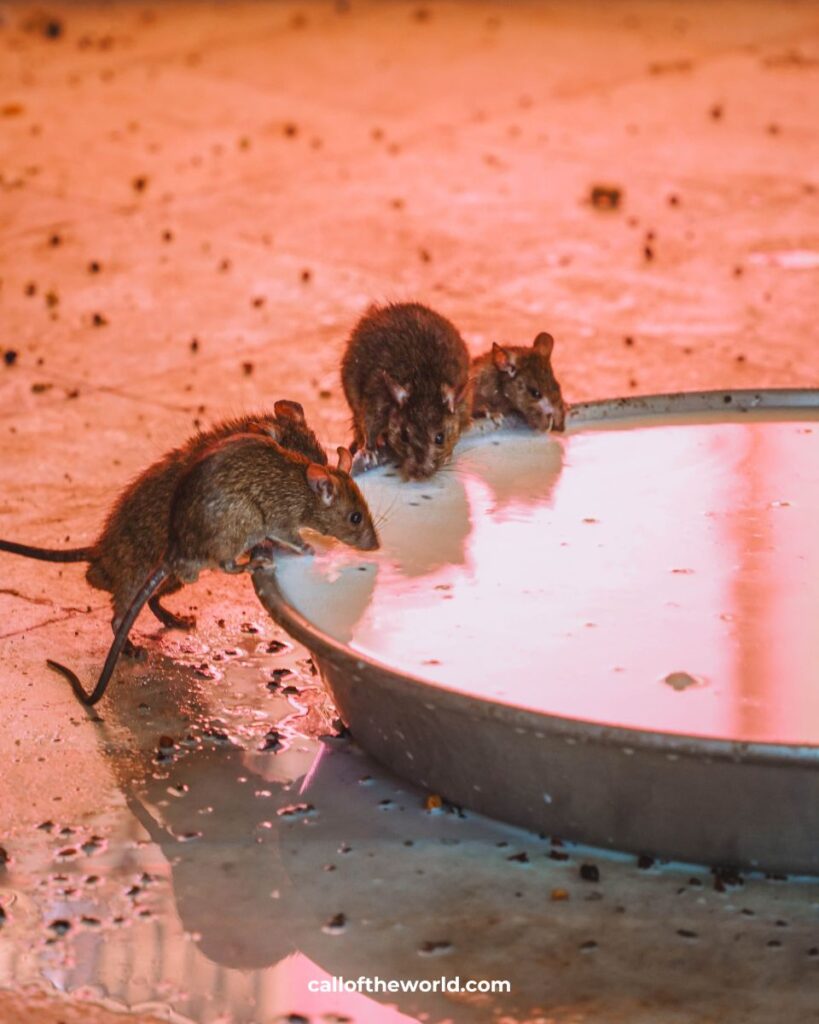 Bikaner Itinerary - Karni Mata Rat Temple - Rajasthan - India