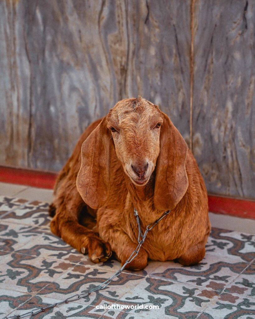 Bikaner Itinerary - Haveli - Rajasthan - India - goat