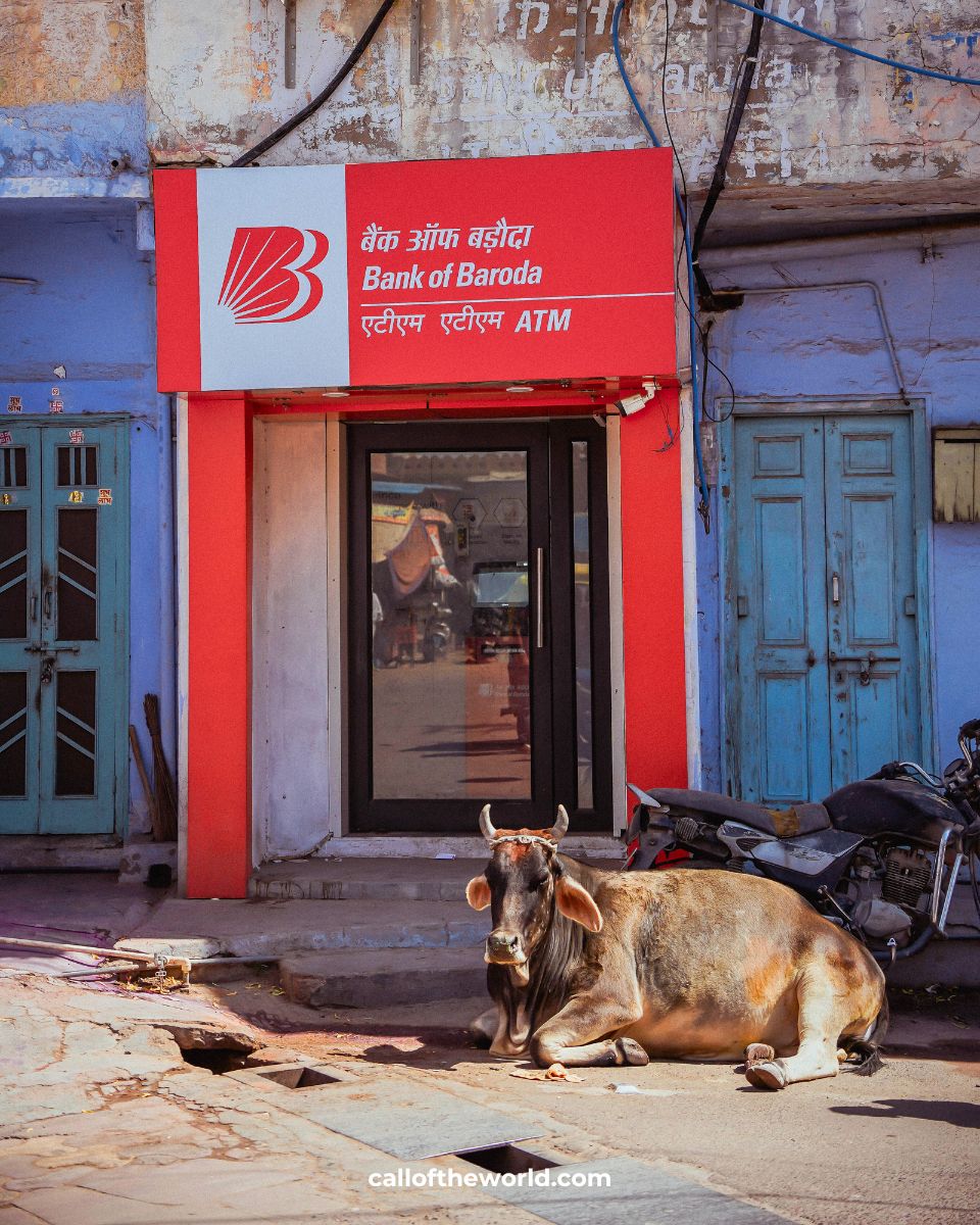 Bikaner Itinerary - Old Town - Rajasthan - India - cow in front of the bank