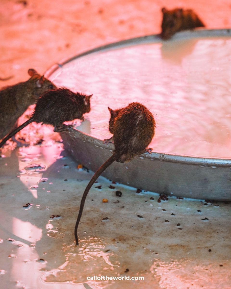 Visit India's Famous Rat Temple: Karni Mata in Deshnoke, Rajasthan