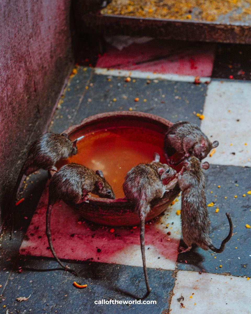 Visit India's Famous Rat Temple: Karni Mata in Deshnoke, Rajasthan