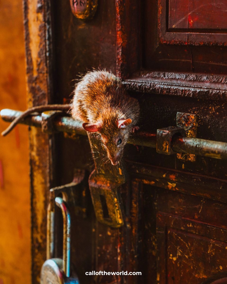 Visit India's Famous Rat Temple: Karni Mata in Deshnoke, Rajasthan