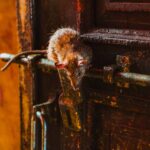 Visit India's Famous Rat Temple: Karni Mata in Deshnoke, Rajasthan