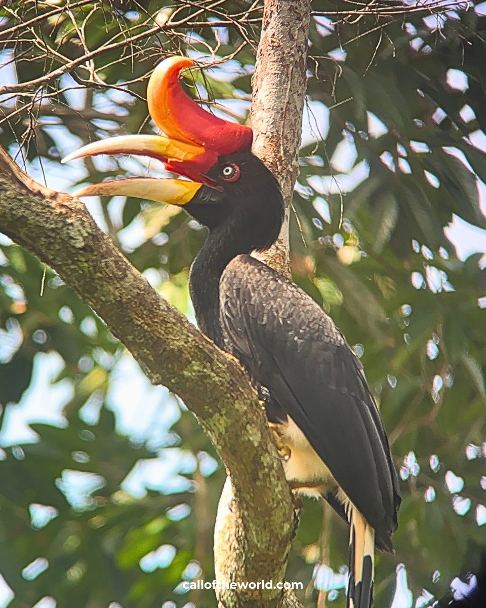 Borneo - 1 Day in Sandakan Itinerary