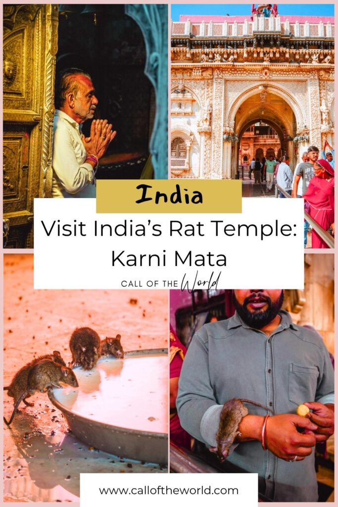 Visit India's Famous Rat Temple: Karni Mata in Deshnoke, Rajasthan Pinterest