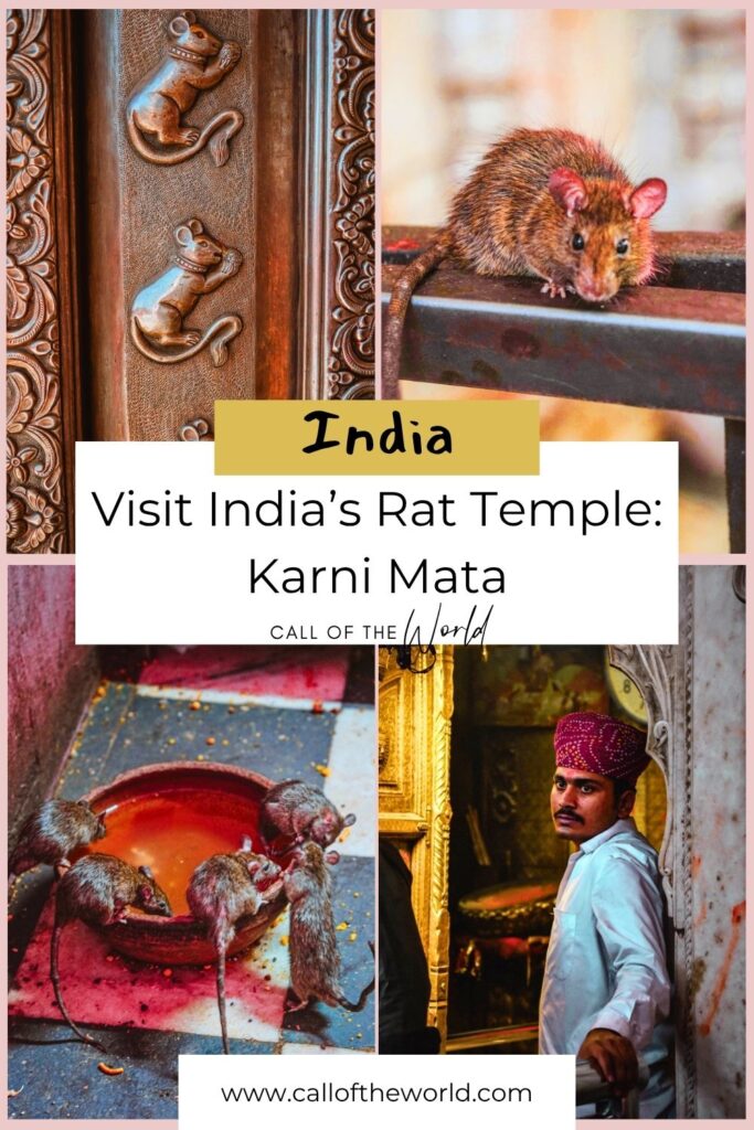 Visit India's Famous Rat Temple: Karni Mata in Deshnoke, Rajasthan Pinterest